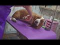 Dirty Bassett hound puppy gets a bath ,grooming #dog #cute #pets #groomerlife