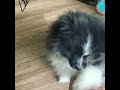 Pomeranian Puppy Learns High Five | Nash Puptato