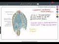 Pleura | Lungs (Part-1) | Visualization in Bangla | Soft Part Anatomy | Thorax Card