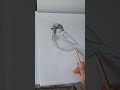 كيف ترسم عصفور دوري بقلم الرصاص #تعلم _الرسم_خطوة_بخطوة