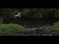 Herons Canon R7 Sigma 150 600 4K cinematic