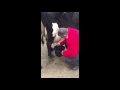 Item 15 - Milk a Cow