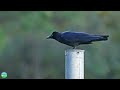 Large billed Crow is Black and Beautiful | Corvus macrorhynchos