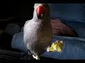 Grey IRN eating apple.