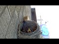 Hawk steals two 14 day old baby robins right out of nest