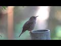 House Wren singing, Toro Canyon Park Road, 2021-05-03