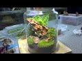 Making Jar Terrarium Garden View with Dragon Stone, dry moss and fern