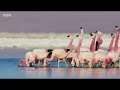 March of the Flamingoes Funny