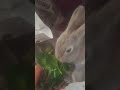 Cats enjoying each other's company🐈🐈 and Bunny rabbits 🐇🐇 eating fresh salad 🥗