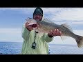 Early Morning Lake Erie Walleye - Using Dipsy Divers