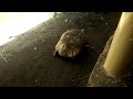 Turtle in Nairobi
