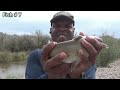 8 CATFISH IN ONE DAY on Gila River