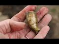 Yay Back To Mudlarking On The Foreshore! Pipes, Jewels + Button Day!