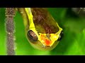 The Insane Biology of: The Poison Dart Frog