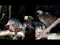 Raising chickens naturally#Video animals
