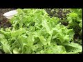 Thu hoạch sà lách Việt Nam vườn nhà ở Mỹ🥬🥬 harvesting lettuce in the USA 🇺🇸