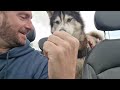 Husky Gets All The Treats At The Drive Thru!