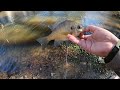 1 HOUR of RAW UNCUT BLUEGILL FISHING With A SLIP FLOAT RIG