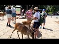 Foreign tourists burst into laughter at the deer in Nara Park, Japan.