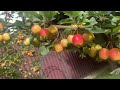 #AMAZING APPLE #LITTLE #APPLE #TREE #ASMR # TRENDING #VIRAL #SHORT VIDEO