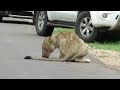 Lion family enjoying lunch