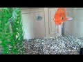 The New Aquarium || Happy Fish