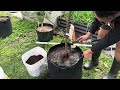 How to repot your fruit trees. Easy and it works.