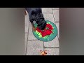 YOU LAUGH YOU LOSE🐶Best Funny Animals Video 2024😪🐶