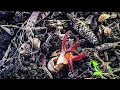 Did Devil’s Fingers fungus inspire the Alien film franchise?