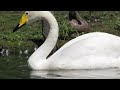 Birding at Abbotsbury Swannery, 30/5/24