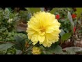 Beautiful yellow dahlia flower in the rooftop garden