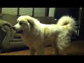 Great Pyrenees love to play.