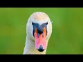 Majestic Creatures 8K ULTRA HD - Relaxing Nature Views with Soft Sounds