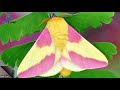 The Rosy Maple Moth Is The Cutest Bug On Earth (Photos)