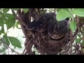 American Robin 2017 - from nesting to fledging w/sound