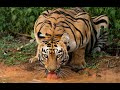 TADOBA TIGER PICS