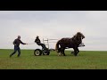 Breaking a horse ( stallion)  to work -First day in the lines