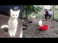 BEST Pets of the DECADE! 😮 🤣 | Funniest Videos