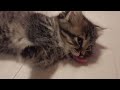 Oh my god! The kitten's cry for food sounds like an angel's