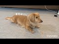 very6 Alohaアロハベリー 【従順すぎる犬】ベリーちゃん