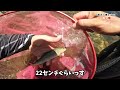 【鮎釣り】白川（岐阜県）｜2024.8.1（木）【友釣り】