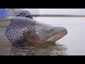 Fly Fishing for HUGE SEARUN BROWN TROUT  by Todd Moen