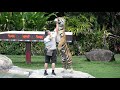 Tiger Island - Dream World - 4K - Bengal & Sumatran Tigers - Sony AX53