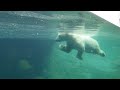 San Diego Zoo polar bear