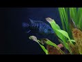 || How to care  Green Texas fish ||
