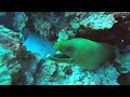 BIG Green Moray at Sampler dive site 7.17.24