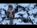 Musvåger i sneen/Dansk naturfilm/musvåge/rovfugle/buzzard/predator/musvåger/natur/fugle/birds/sne