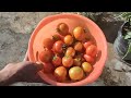cara menanam tomat supaya berbuah lebat || how to grow fruit tomatoes from seed to harvest