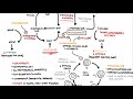 Methotrexate - Pharmacology (DMARDs, mechanism of action, side effects)