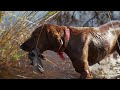 Young Dog Kennels | Bird Dog Reel